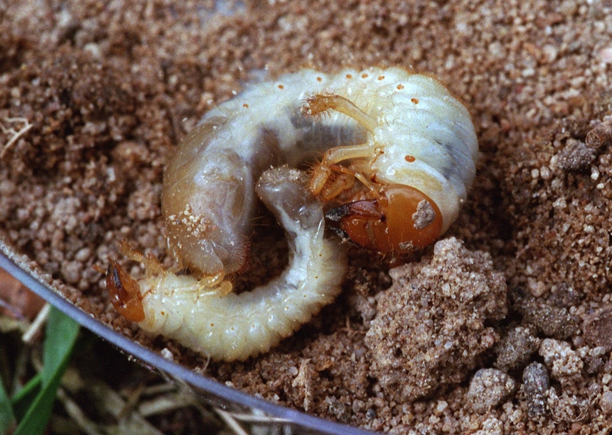 Obstbauern wollen Pilz gegen Engerlinge einsetzen