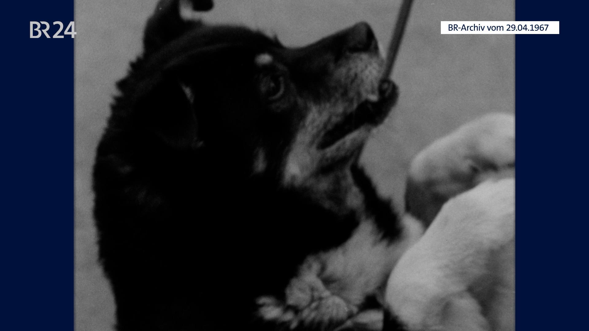 Hund, der Männchen macht