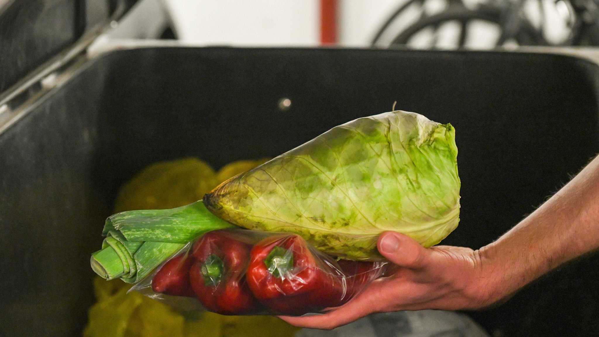 Symbolbild "Containern" ARCHIV (18.08.2020): Eine Hand nimmt altes Gemüse aus einem Abfallbehälter | Bild: picture alliance / KNA | Harald Oppitz Symbolbild "Containern" ARCHIV (18.08.2020): Eine Hand nimmt altes Gemüse aus einem Abfallbehälter