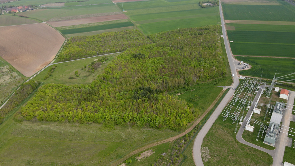 Mitten durch diesen Klimawald sollte die Stromtrasse zum Umspannwerk bei Bergrheinfeld (rechts im Bild) führen.
