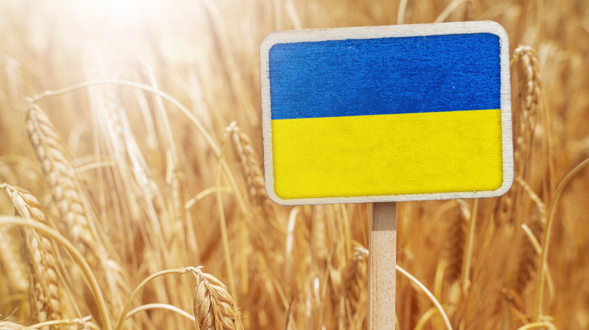 Gerüchte über angeblich große Getreideimporte aus der Ukraine verunsichern Landwirte. Doch die Mengen sind gering. Und der Preis entsteht auf dem Weltmarkt, wo unter anderem auch USA und Russland eine Rolle spielen. | Bild: picture alliance / CHROMORANGE | Michael Bihlmayer Gerüchte über angeblich große Getreideimporte aus der Ukraine verunsichern Landwirte. Doch die Mengen sind gering. Und der Preis entsteht auf dem Weltmarkt, wo unter anderem auch USA und Russland eine Rolle spielen.