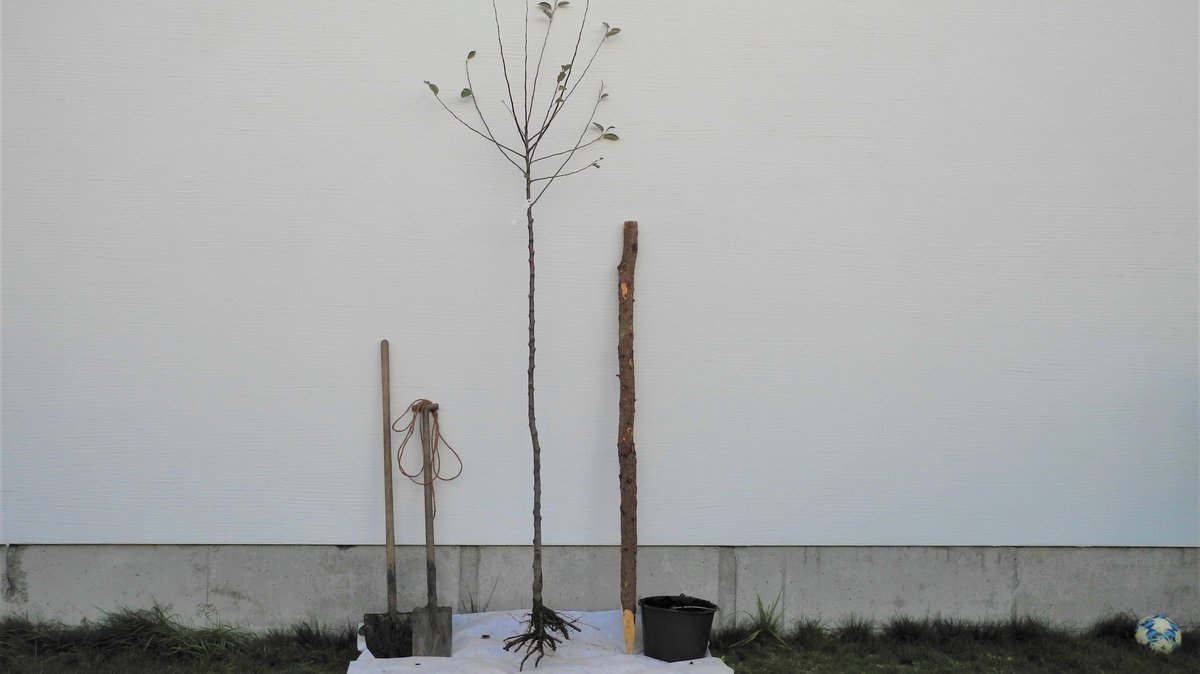 An einer weißen Wand lehnen ein großer junger Apfelbaum und Werkzeug
