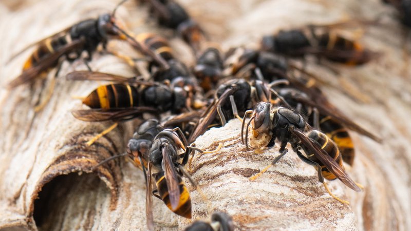 Asiatische Hornisse | Bild: picture alliance/dpa | Boris Roessler Asiatische Hornisse