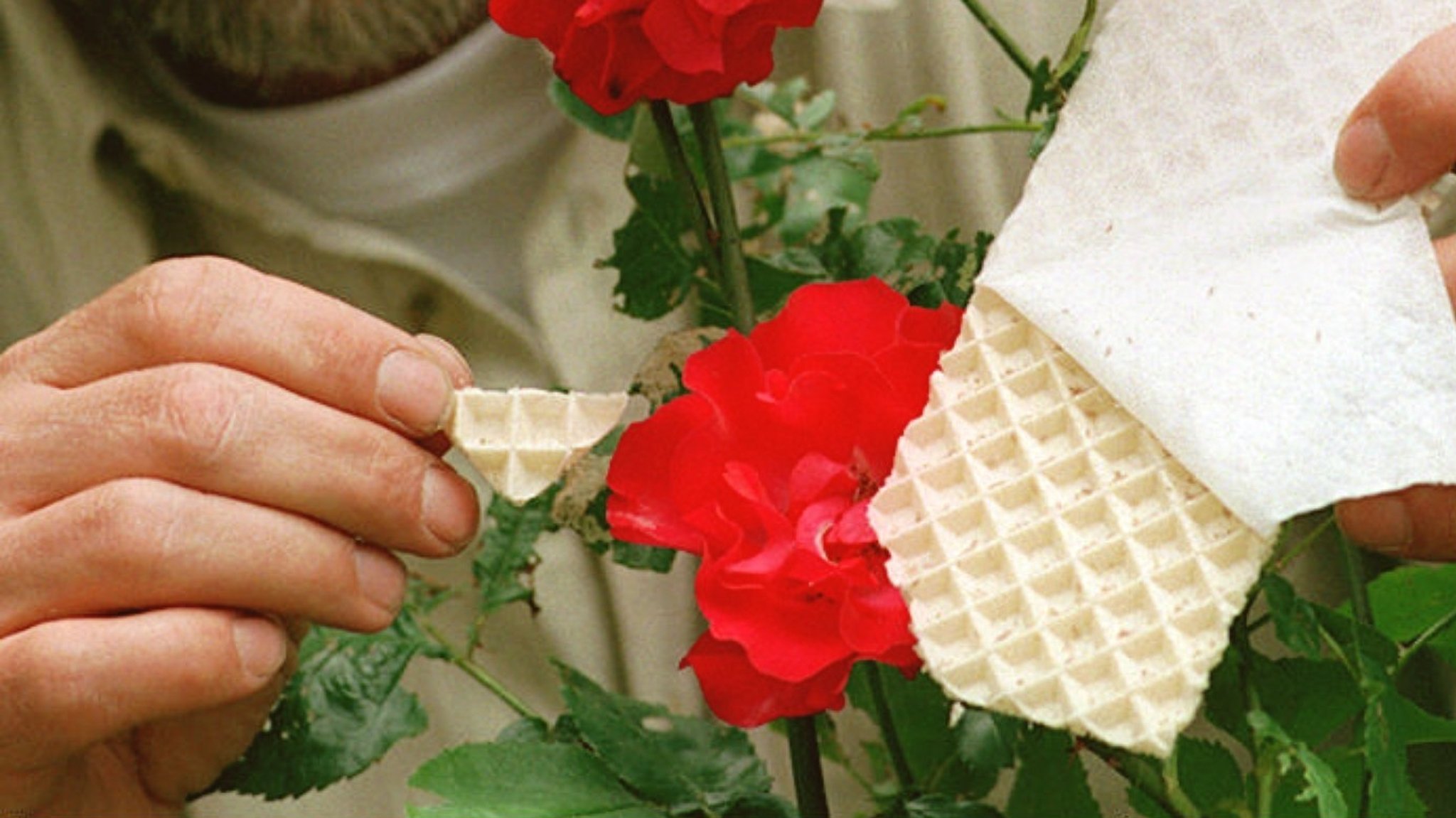 Pappwaben mit Florfliegen-Larven an einer roten Rose