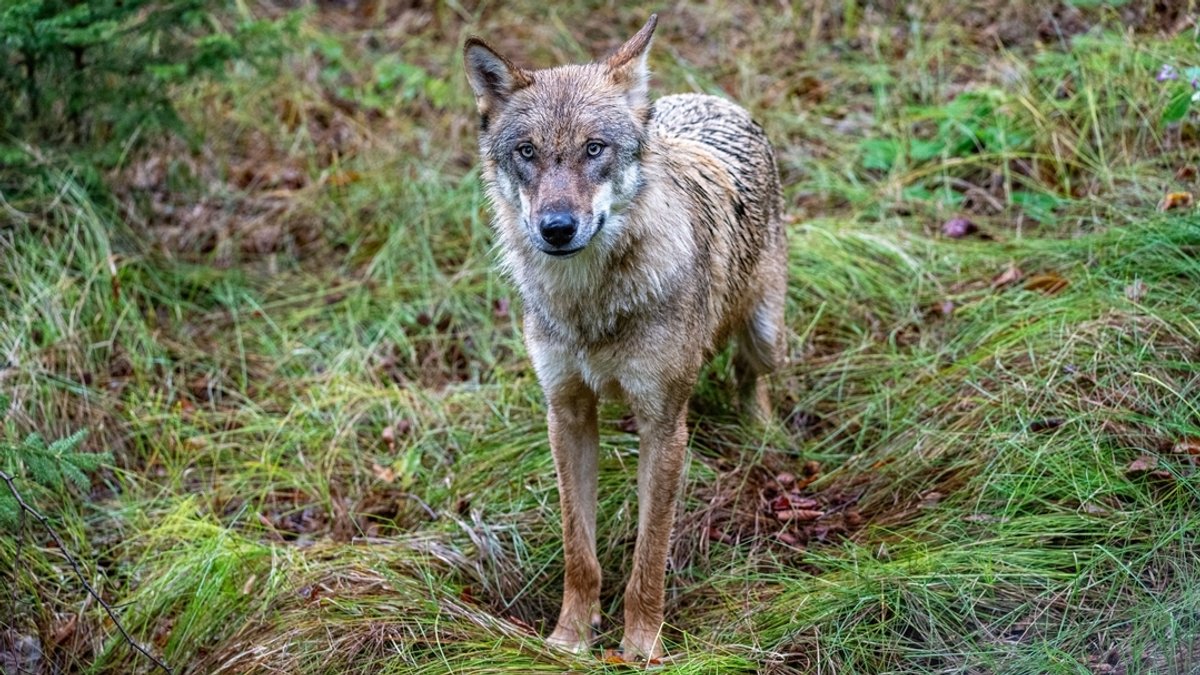 Ein Jungwolf steht im Gehege des Nationalparkzentrums Falkenstein. | Bild: dpa-Bildfunk/Armin Weigel Ein Jungwolf steht im Gehege des Nationalparkzentrums Falkenstein.