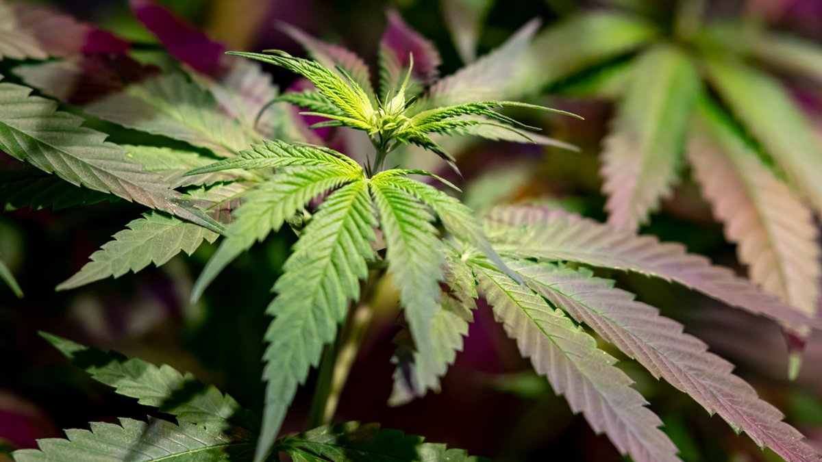 Mit der Cannabis-Legalisierung versucht die Ampel-Regierung das umzusetzen, worauf sie sich bereits im Koalitionsvertrag geeinigt hat.