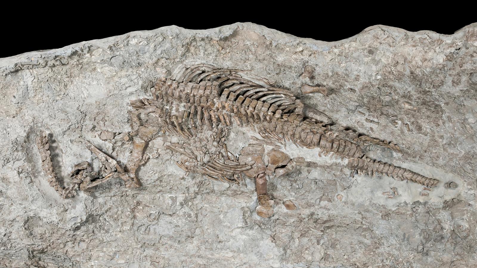 Палеонтологические находки животных. Fossil окаменелости. Кости плезиозавра. Окаменелости Триасового периода. Плезиозавр окаменелость.