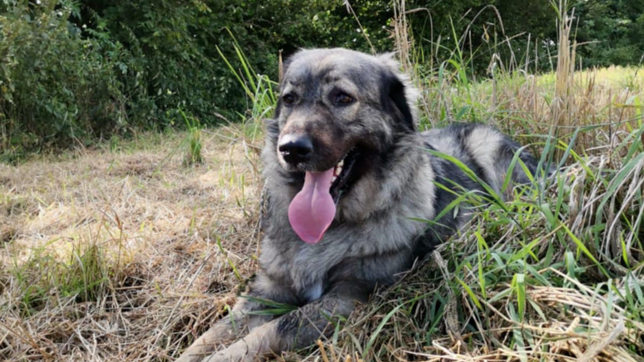 Es war ein Spaziergang mit tragischem Ausgang: In Schwarzenbach an der Saale waren am Sonntagabend zwei Spaziergänger mit der siebenjährigen Hündin Akita unterwegs, als das Tier plötzlich einen Stromschlag bekam. 