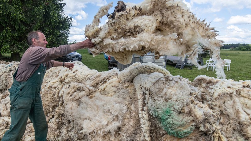 Ein Schafscherer wirft ein Vlies auf einen Haufen mit anderen Schafvliesen (Symbolbild)