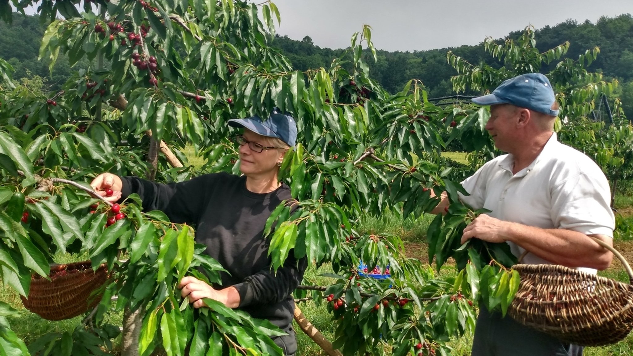 Eine Frau und ein Mann mit Korb stehen an einem Kirschbaum und pflücken Kirschen.