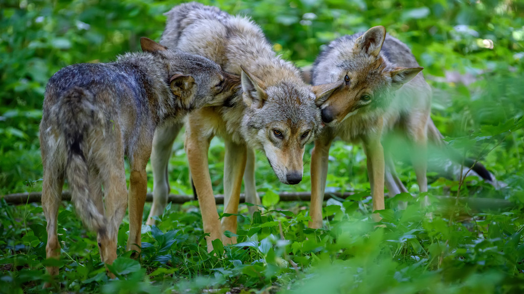 Drei Wölfe im Wald