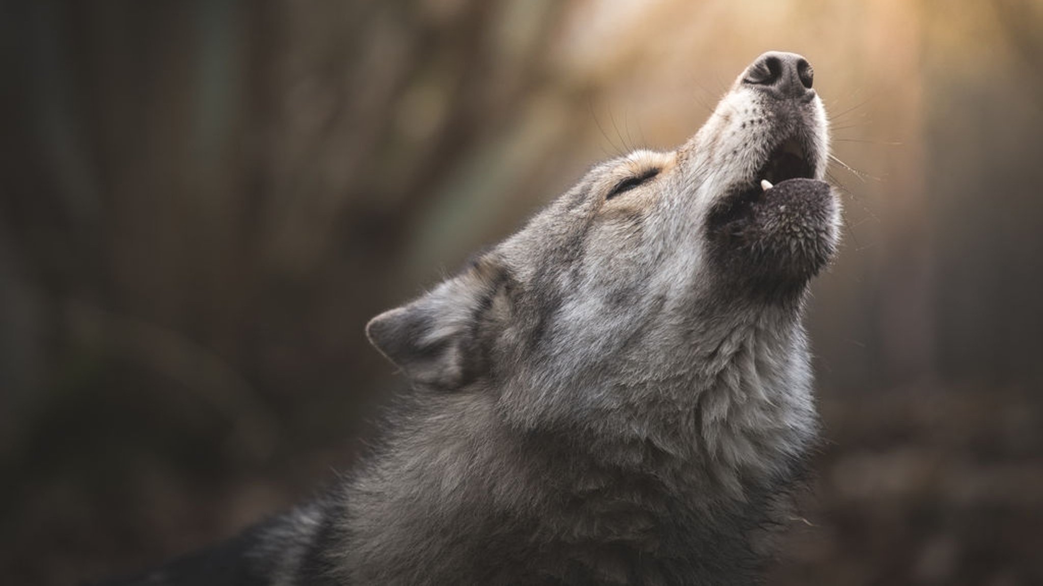 Nahaufnahme eines heulenden Wolfes.