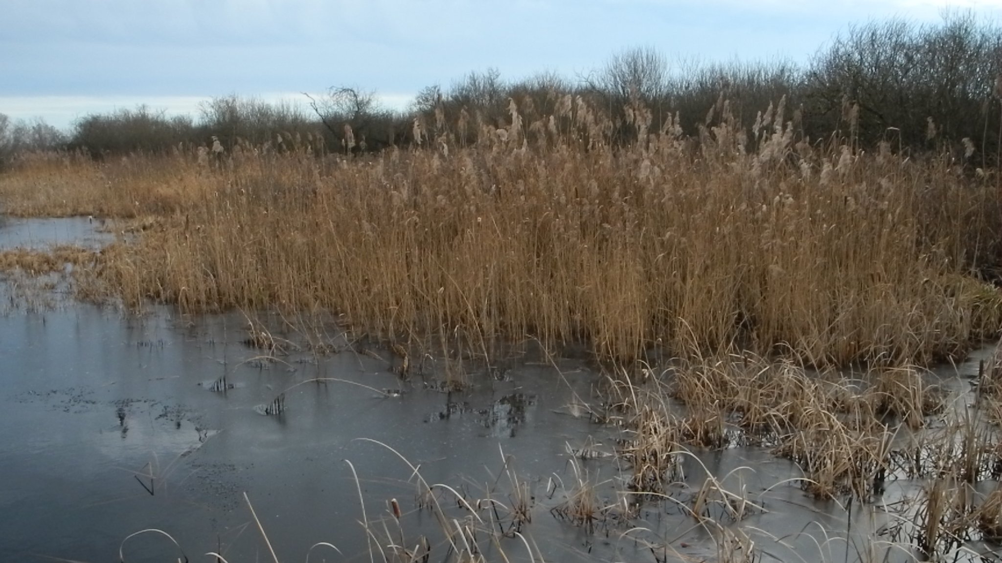 Im Leipheimer Donaumoos steht das Schilf wieder im Wasser nach der Renaturierung des Moores