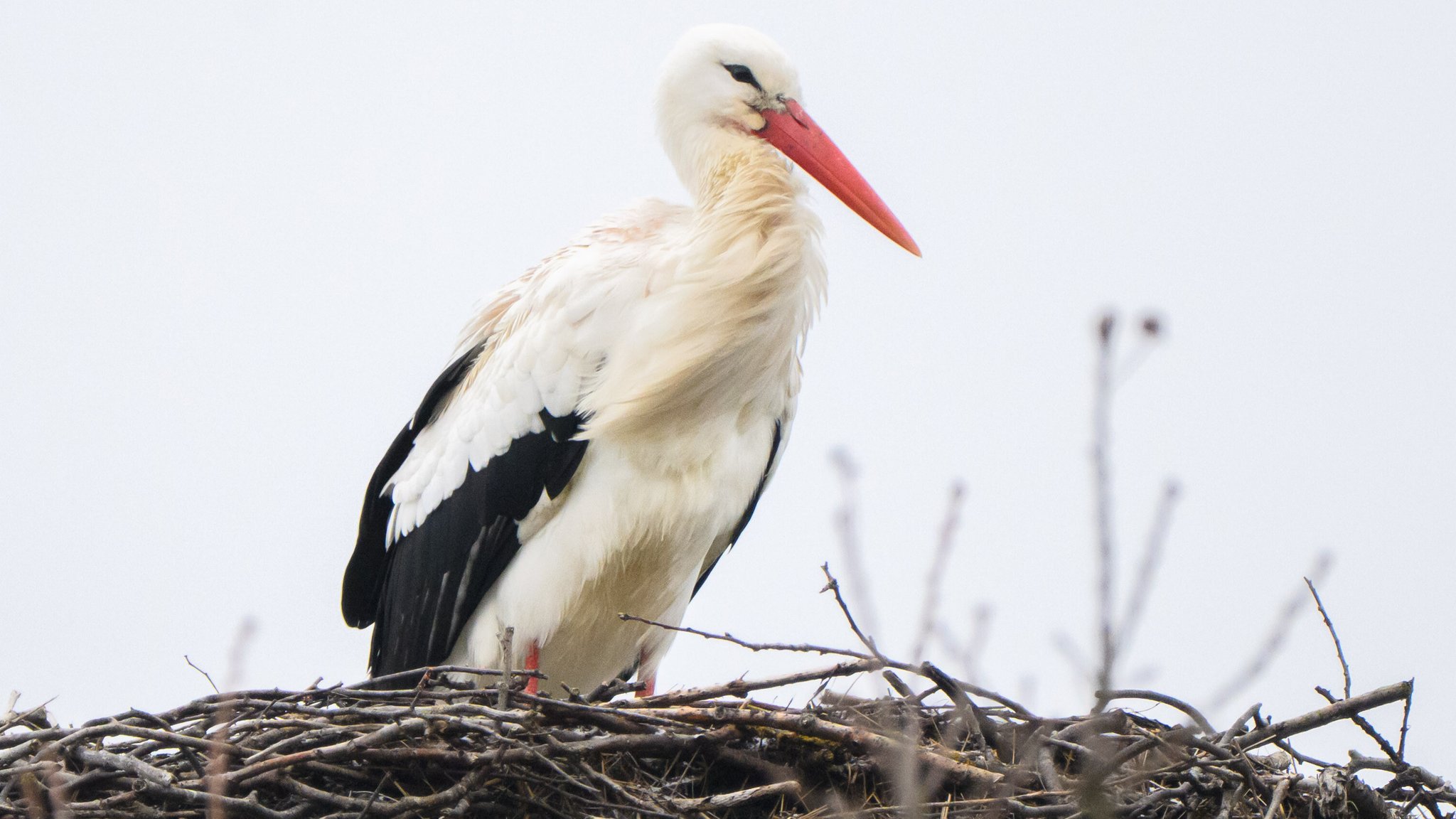 Storch "Fridolin" sitzt auf dem Schornstein vom NABU Artenschutzzentrum. (18.02.2026)