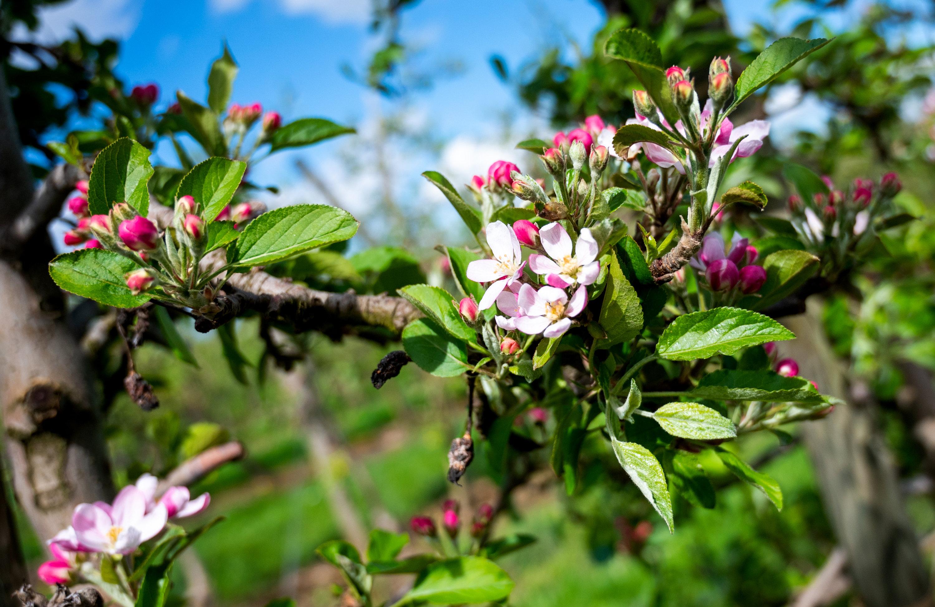 Rosa Blüten am Apfelbaum. Zwei Wochen früher als üblich blühen am Bodensee die Obstbäume und verwandeln die Landschaft in ein rosa-weißes Blütenmeer.