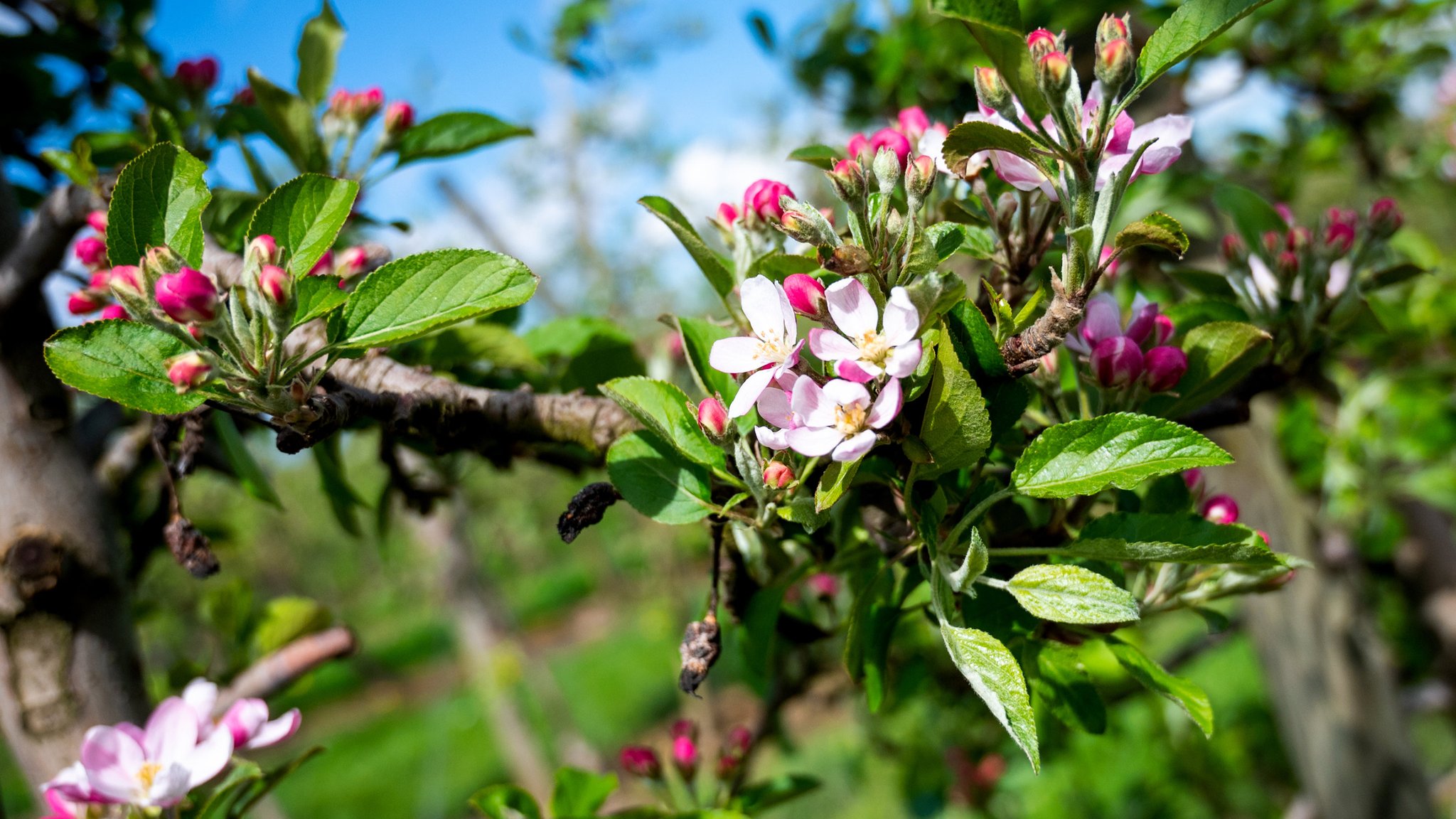 Rosa Blüten am Apfelbaum. Zwei Wochen früher als üblich blühen am Bodensee die Obstbäume und verwandeln die Landschaft in ein rosa-weißes Blütenmeer.