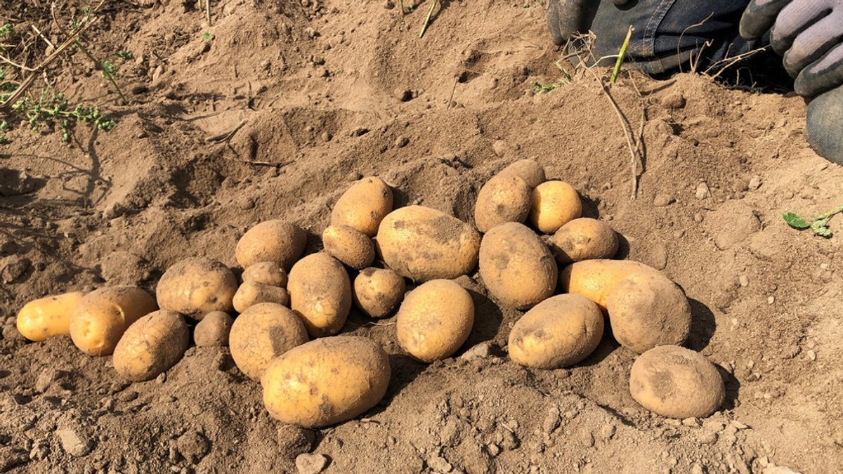 Dreister Diebstahl: 100 Kilogramm Kartoffeln vom Acker geklaut 