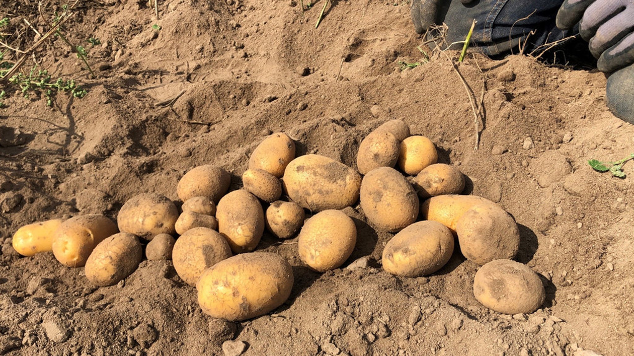 Kartoffeln liegen auf einem Acker (Symbolbild)