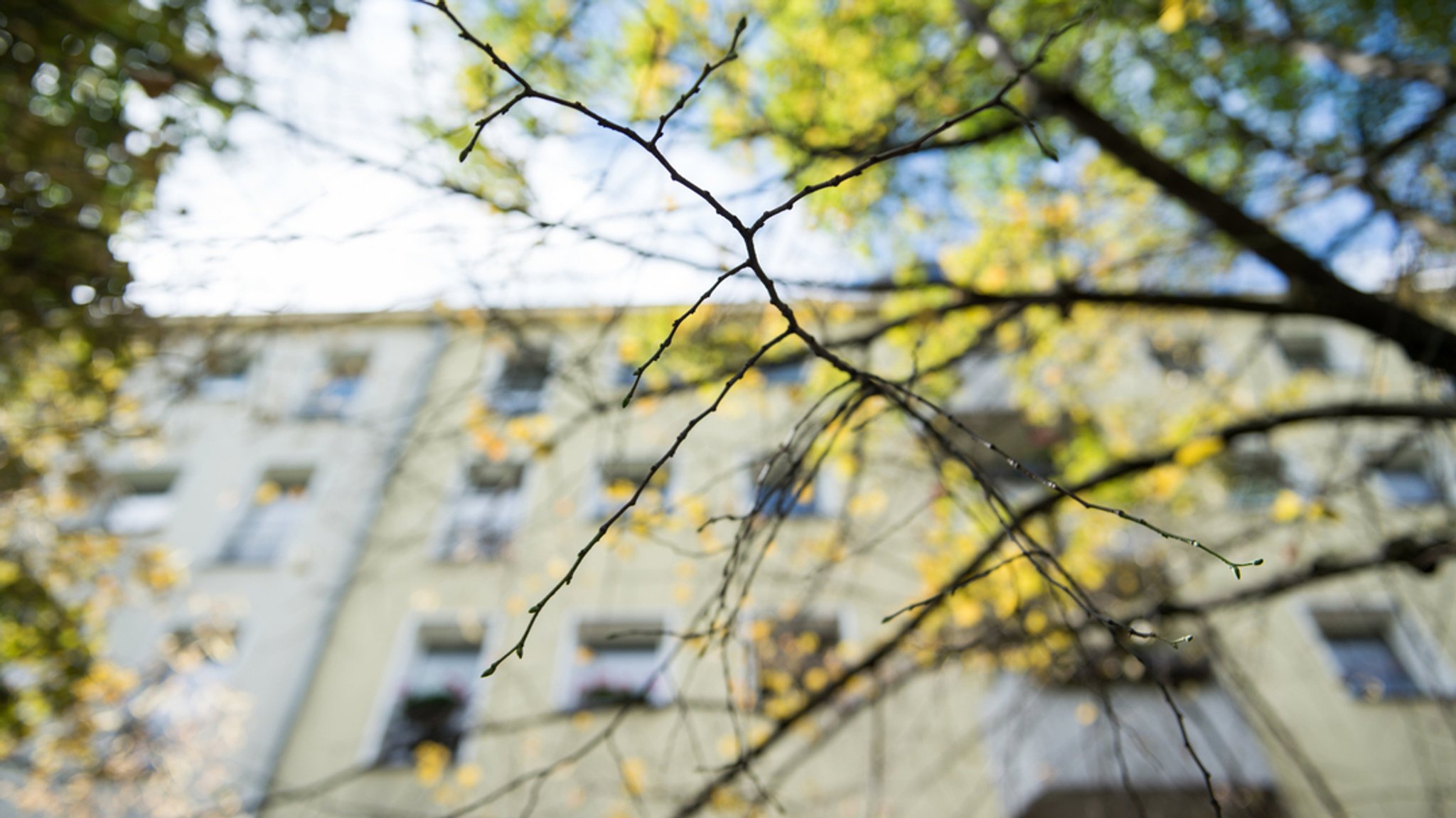 An dem Ast eines Baumes sind keine Blätter mehr. Gerade jüngere Straßenbäume brauchen ausreichend Wasser. 