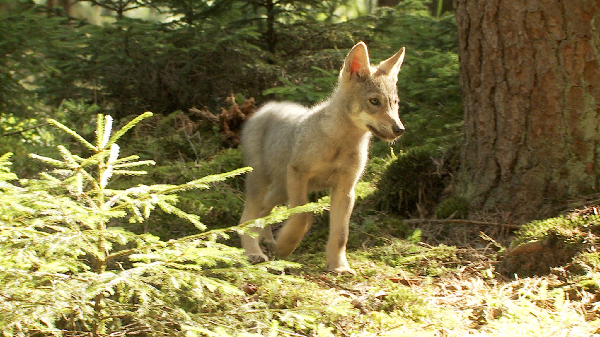 Wie das Altmühltal auf die Wolfswelpen reagiert