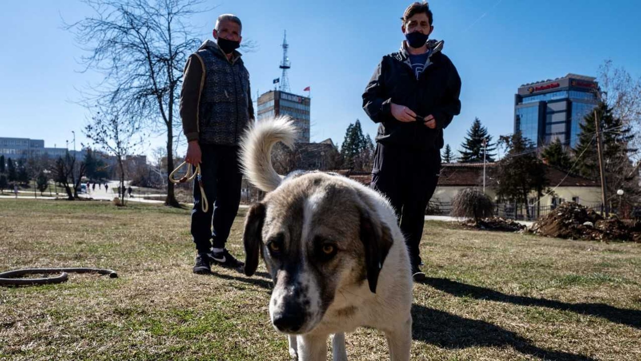 Im Bild ist zu sehen ist ein weißer Hund mit braunem Kopf, der in die Kamera schaut und die Tierschützer Mentor und Slavisa