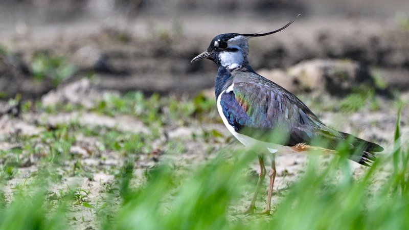 Der Kiebitz gehört zu den vom Aussterben bedrohten Wiesenbrütern. Im Altmühltal befindet sich eines der letzten zusammenhängenden Brutgebiete. | Bild: picture-alliance/dpa Der Kiebitz gehört zu den vom Aussterben bedrohten Wiesenbrütern. Im Altmühltal befindet sich eines der letzten zusammenhängenden Brutgebiete.