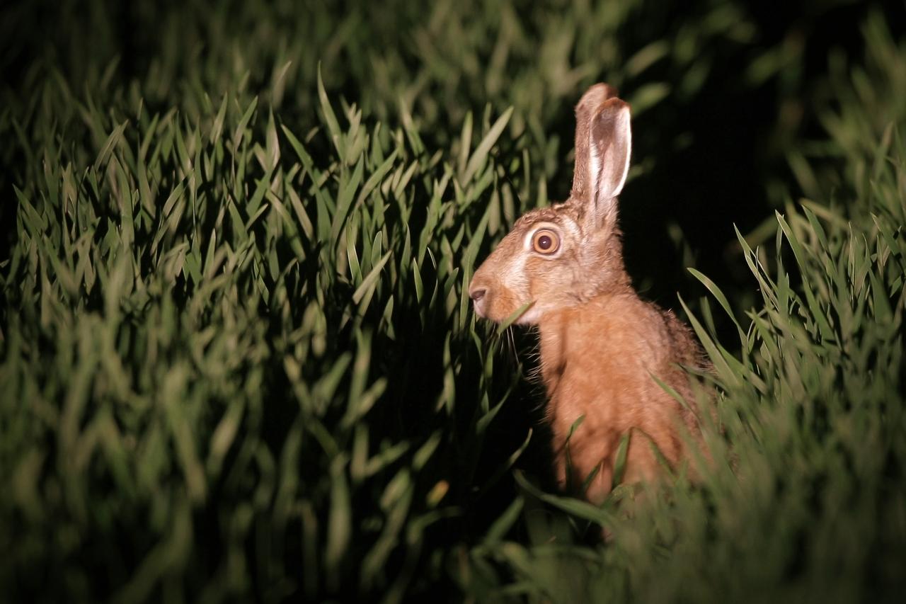 Ein Feldhase sitzt im hohen Gras und wird von einem Scheinwerfer angestrahlt.