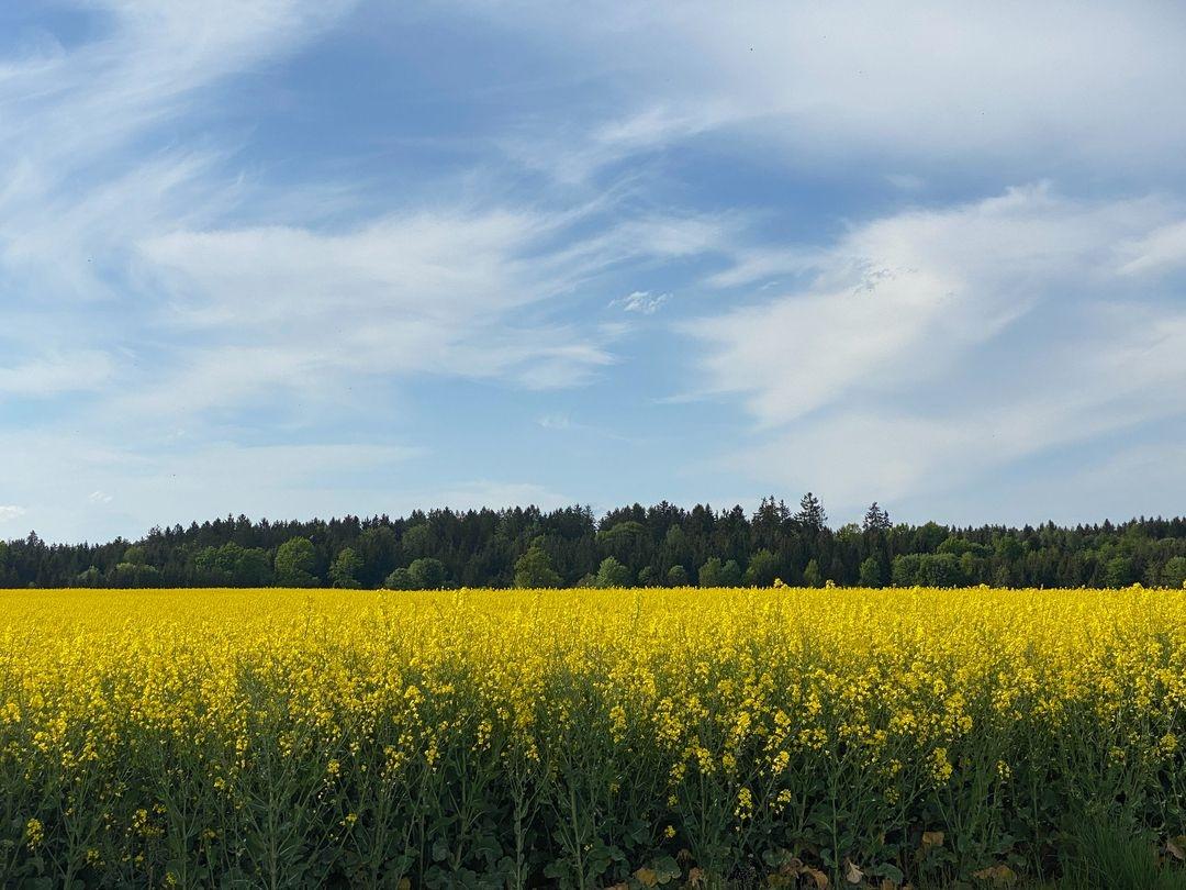 Ein gelb blühendes Rapsfeld.