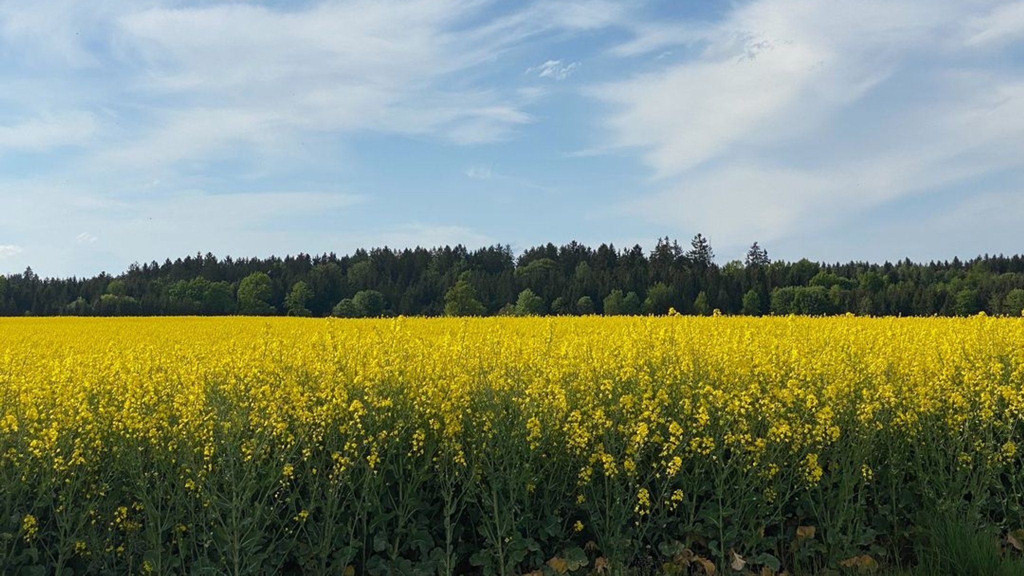 Ein gelb blühendes Rapsfeld.