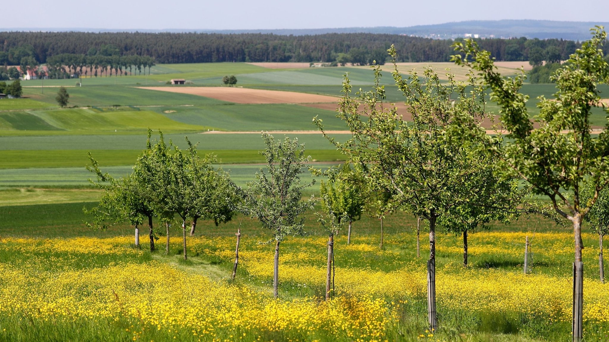 Streuobstwiese bei Gnodtstadt