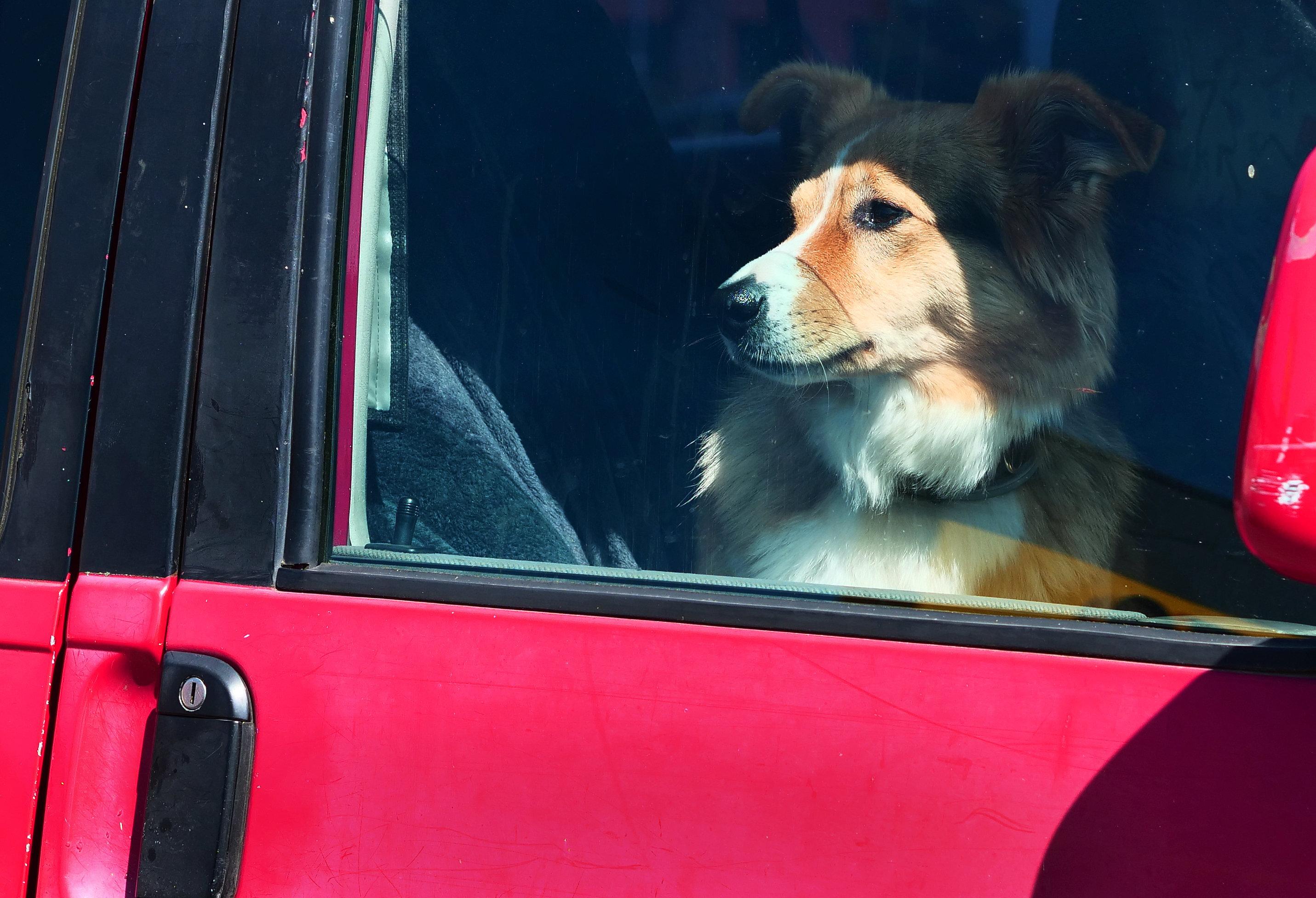 Ein Hund sitzt in der Sonne in einem Auto und blickt durch die Scheibe (Archivbild)