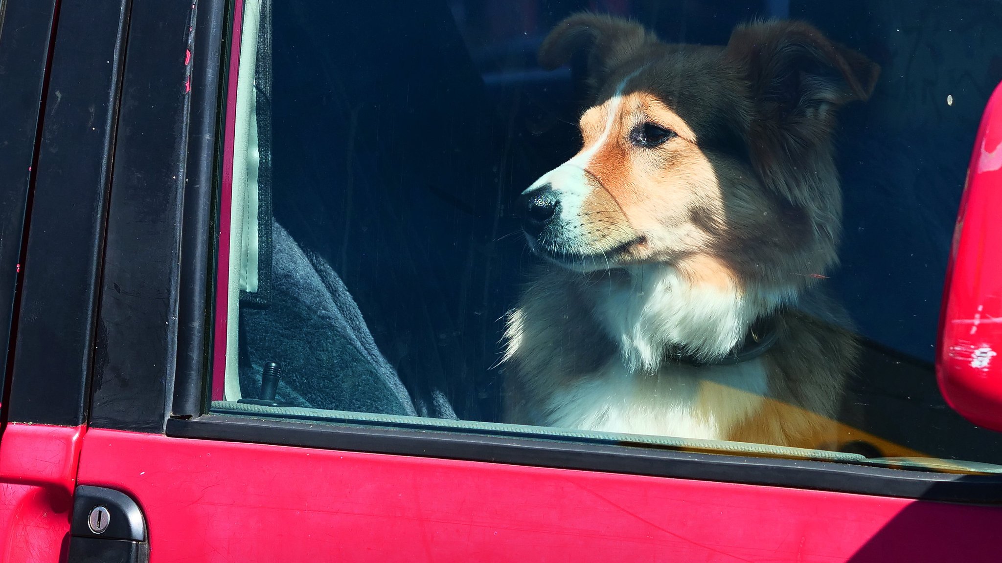 Ein Hund sitzt in der Sonne in einem Auto und blickt durch die Scheibe (Archivbild)