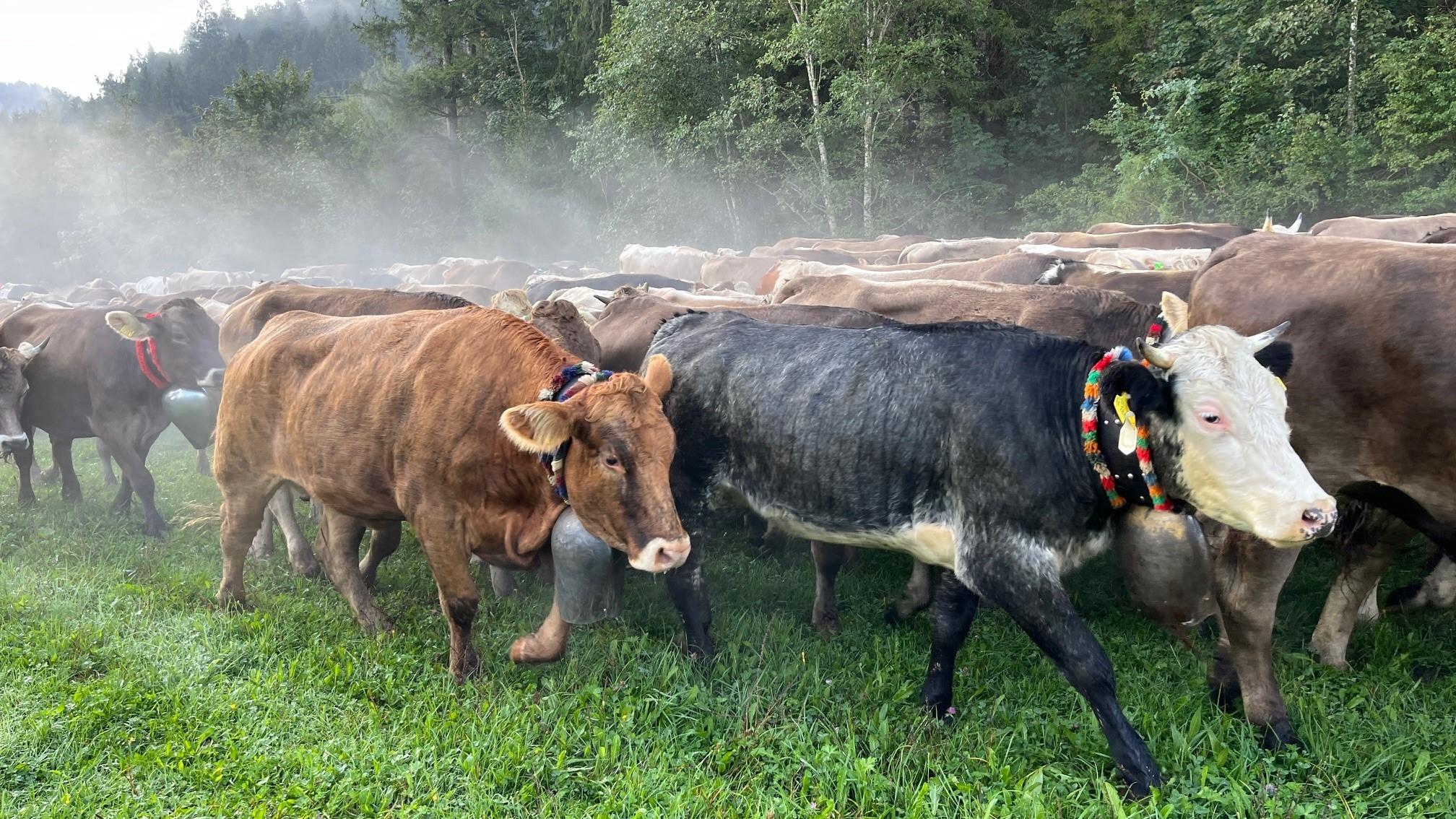 Rinder laufen von den Alpen über Wiesen ins Tal.