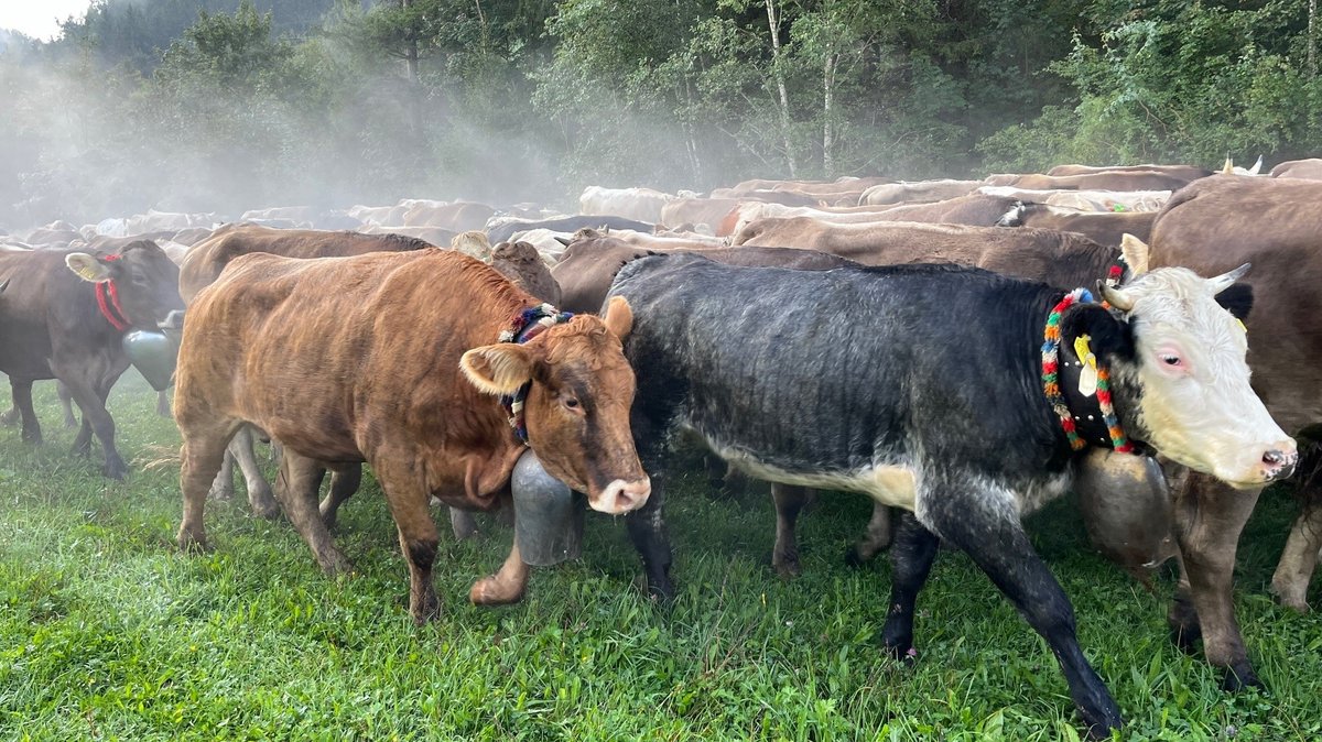 Viehscheid im Allgäu: Alpsommer geht zu Ende