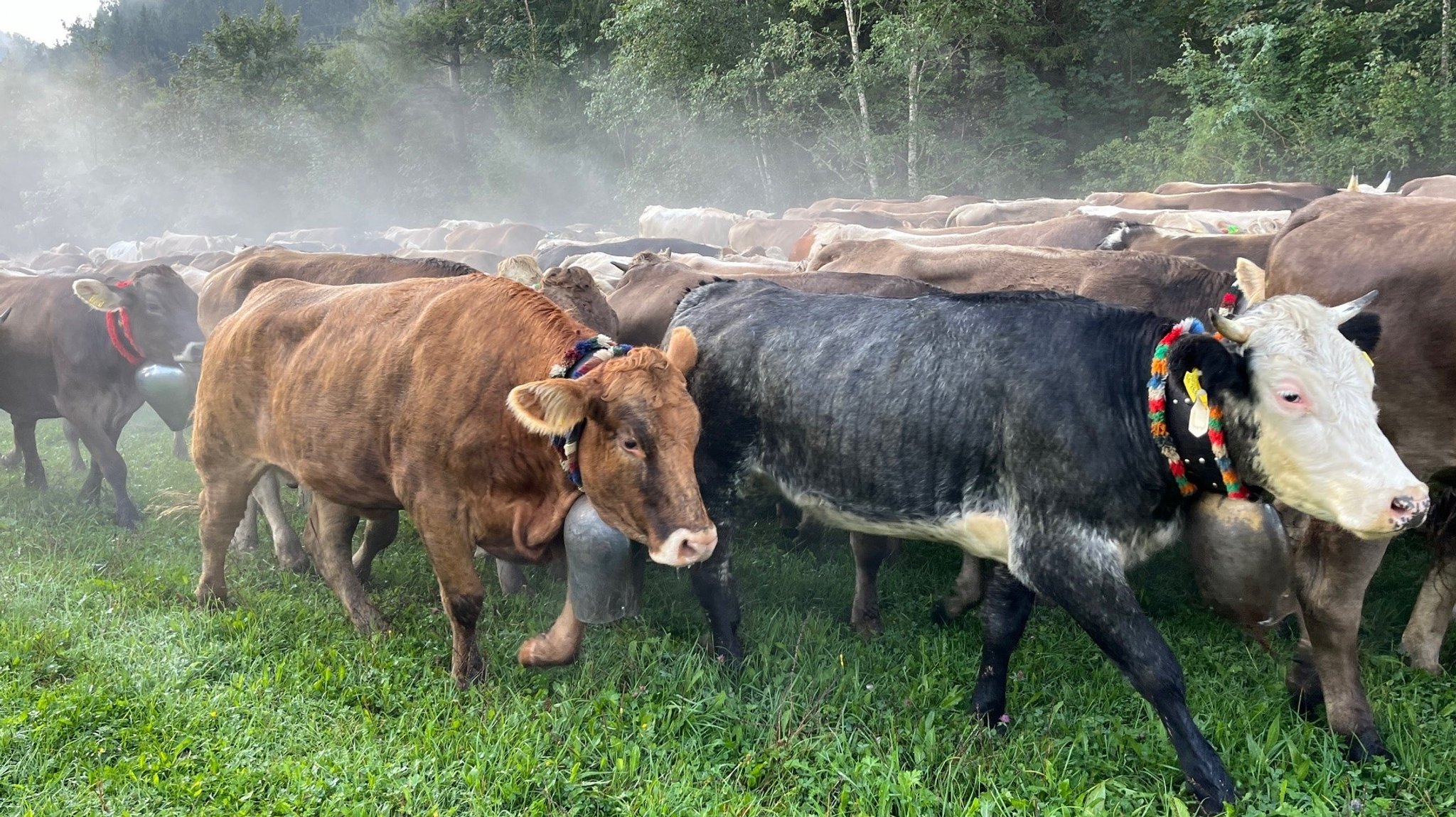 Rinder laufen von den Alpen über Wiesen ins Tal.