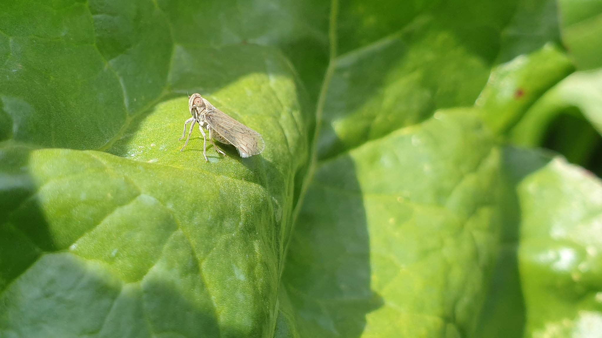 Die Schilf-Glasflügelzikade befällt immer mehr Gemüsearten: Rhabarberanbau ist in Teilen Bayerns nicht mehr wirtschaftlich möglich. | Bild: Andreas Krumholz Die Schilf-Glasflügelzikade befällt immer mehr Gemüsearten: Rhabarberanbau ist in Teilen Bayerns nicht mehr wirtschaftlich möglich.