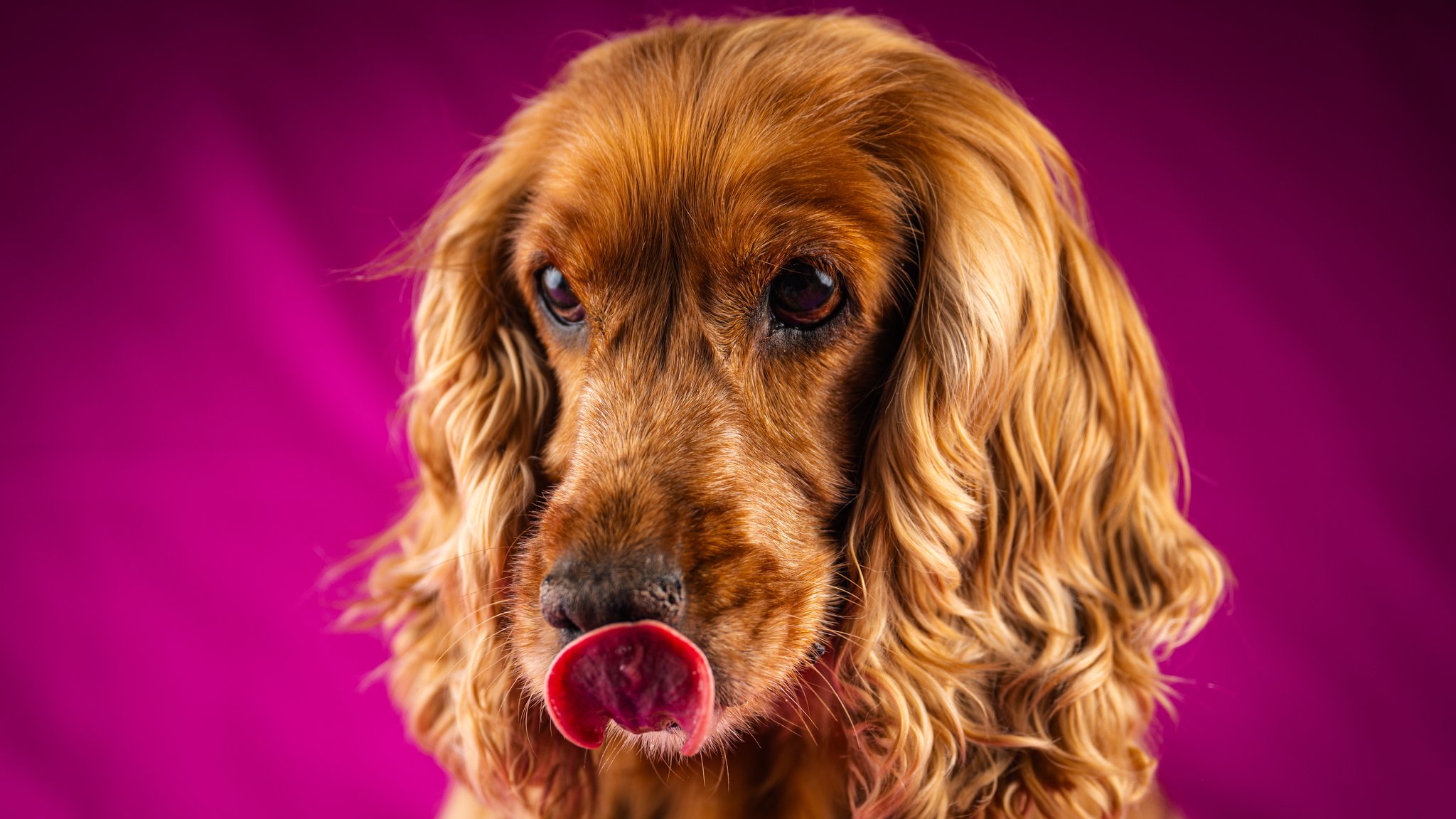 Ein Cockerspaniel leckt sich die Nase