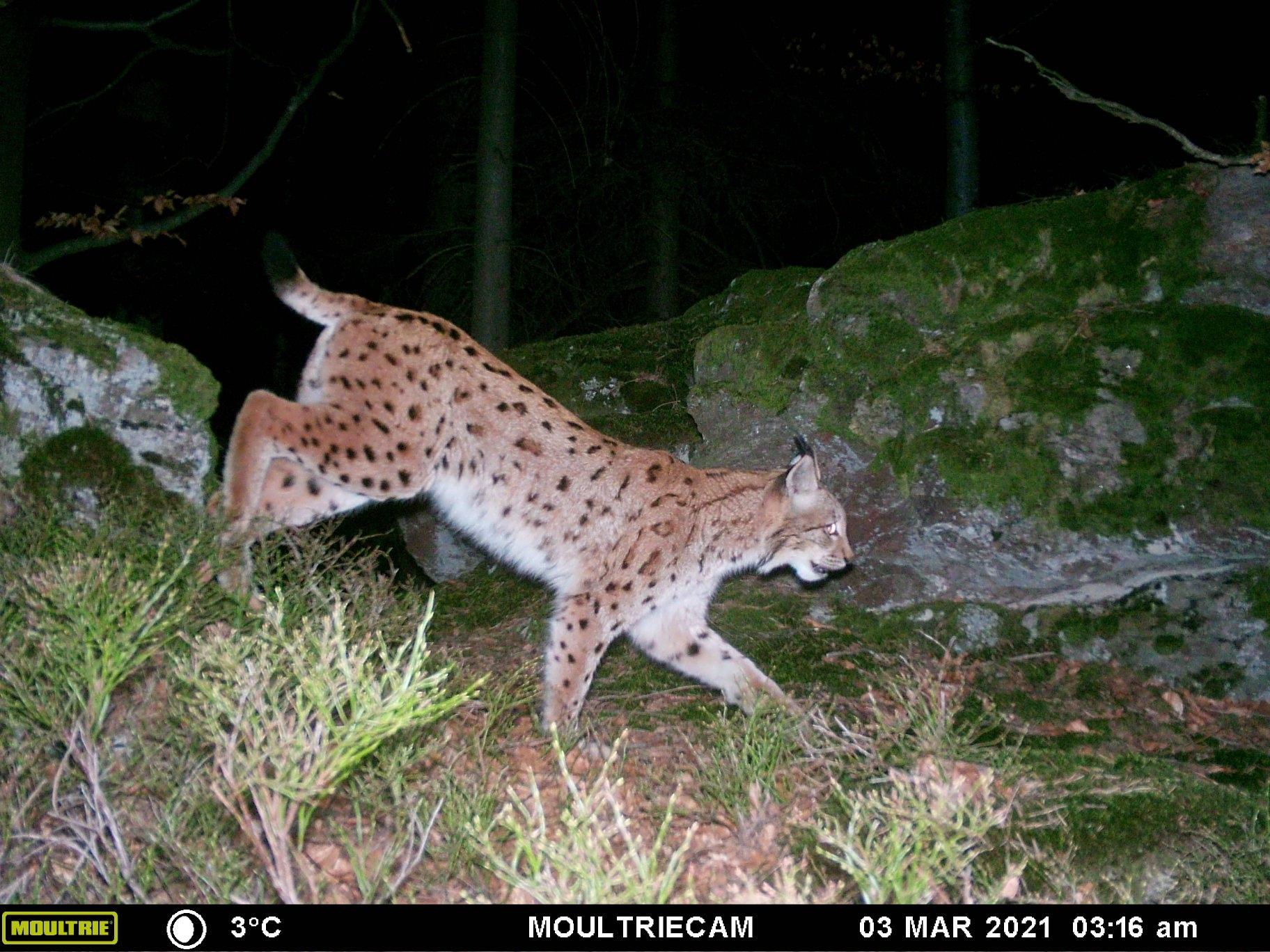 Vor die Linse gegangen: einer der Luchse, die der Lohberger Jäger Heinrich Moser dank seiner Fotofallen dokumentieren kann.