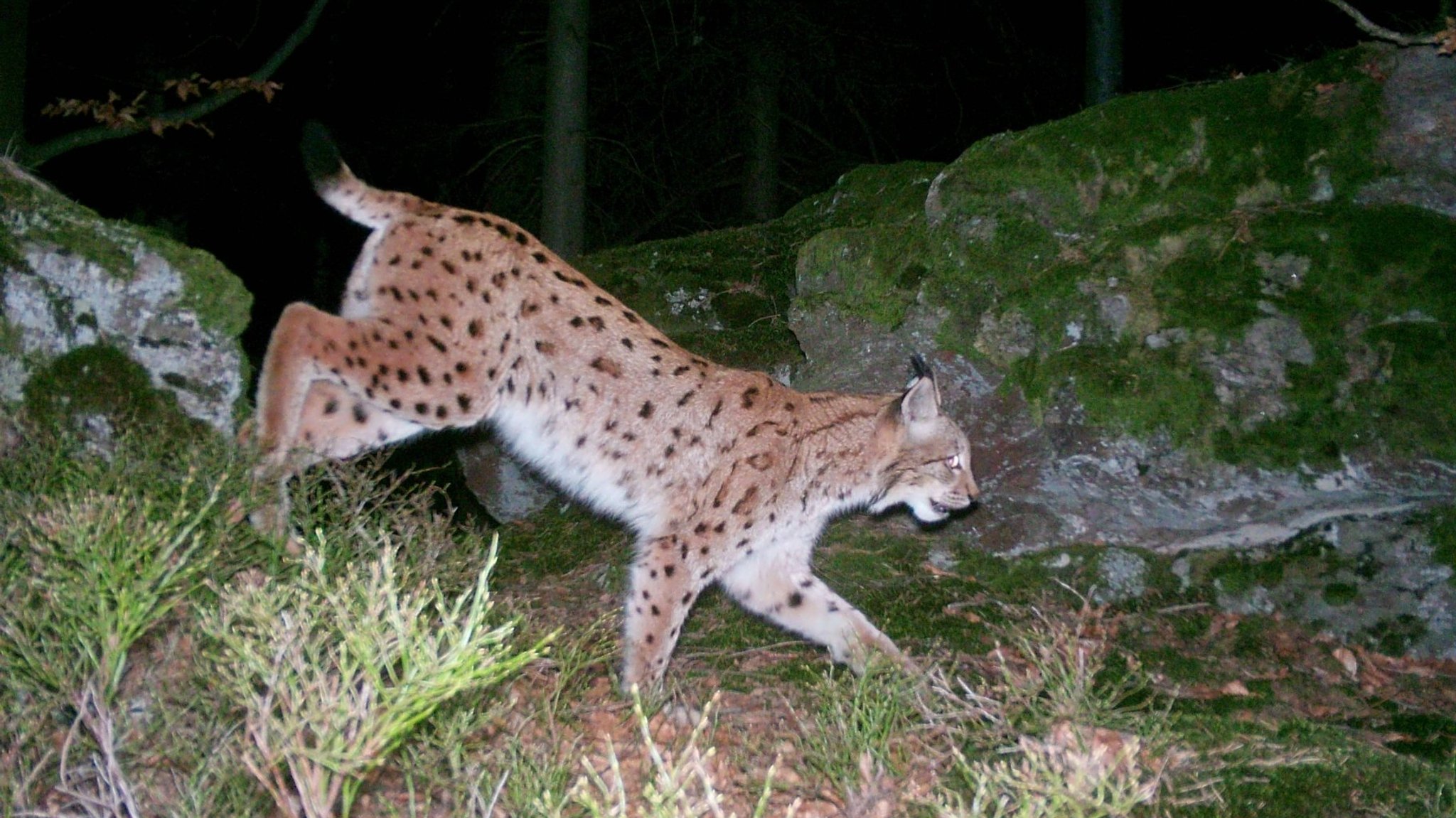 Schutz vor Verkehr – und illegaler Jagd? Luchs-Projekt gestartet