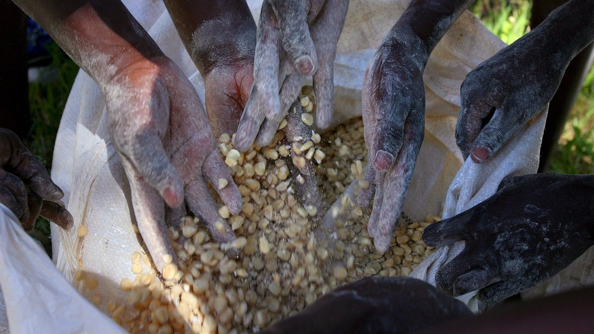 Kenia, Nairobi: Bewohner verteilen Mais an einer Lebensmittelverteilungsstelle 