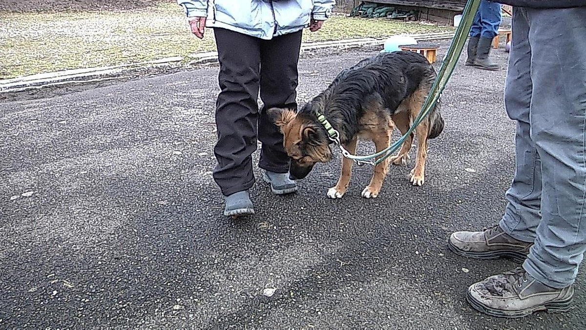 Ein Schäferhund während eines Anti-Giftköder-Trainings
