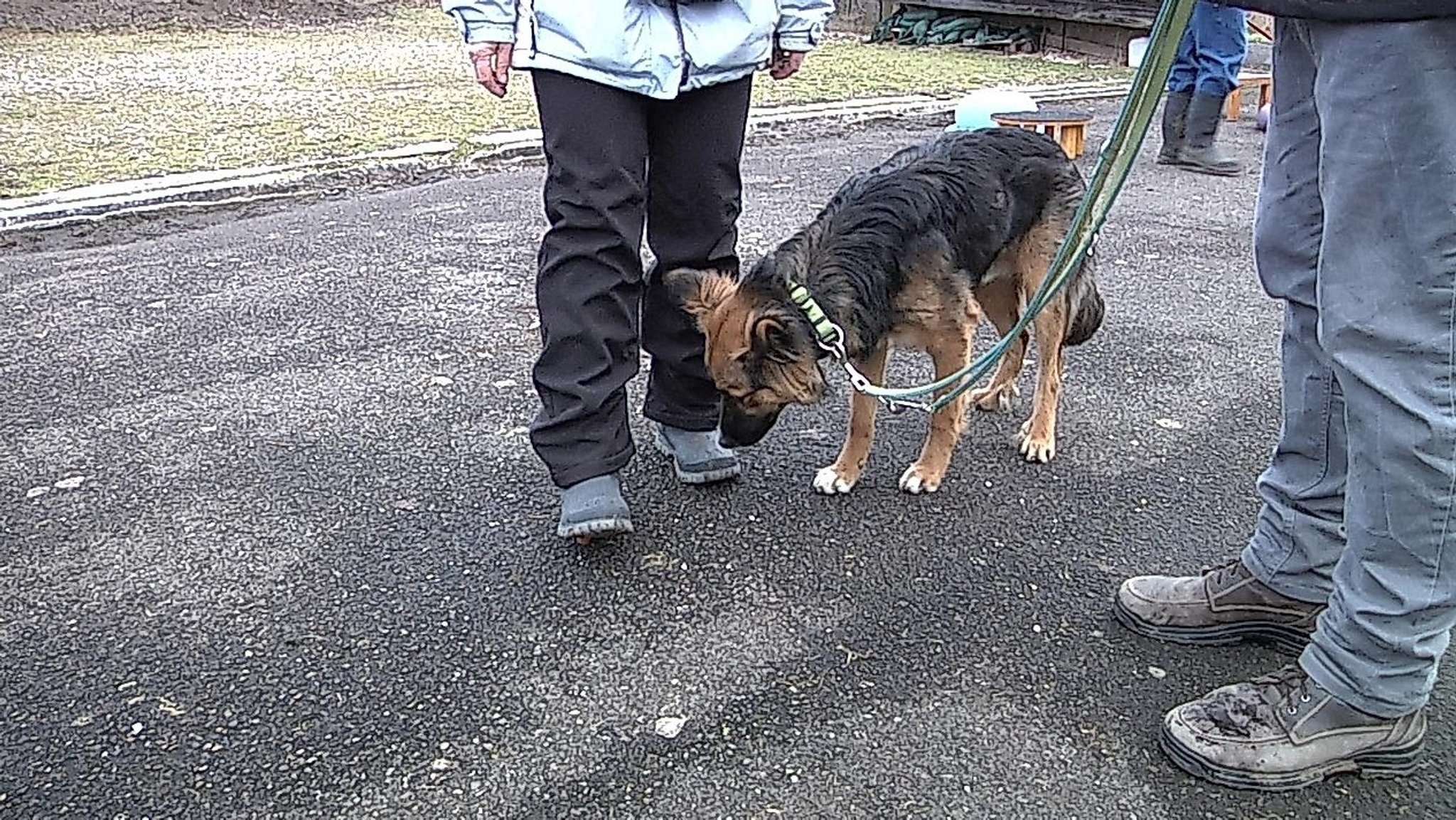 Ein Schäferhund während eines Anti-Giftköder-Trainings