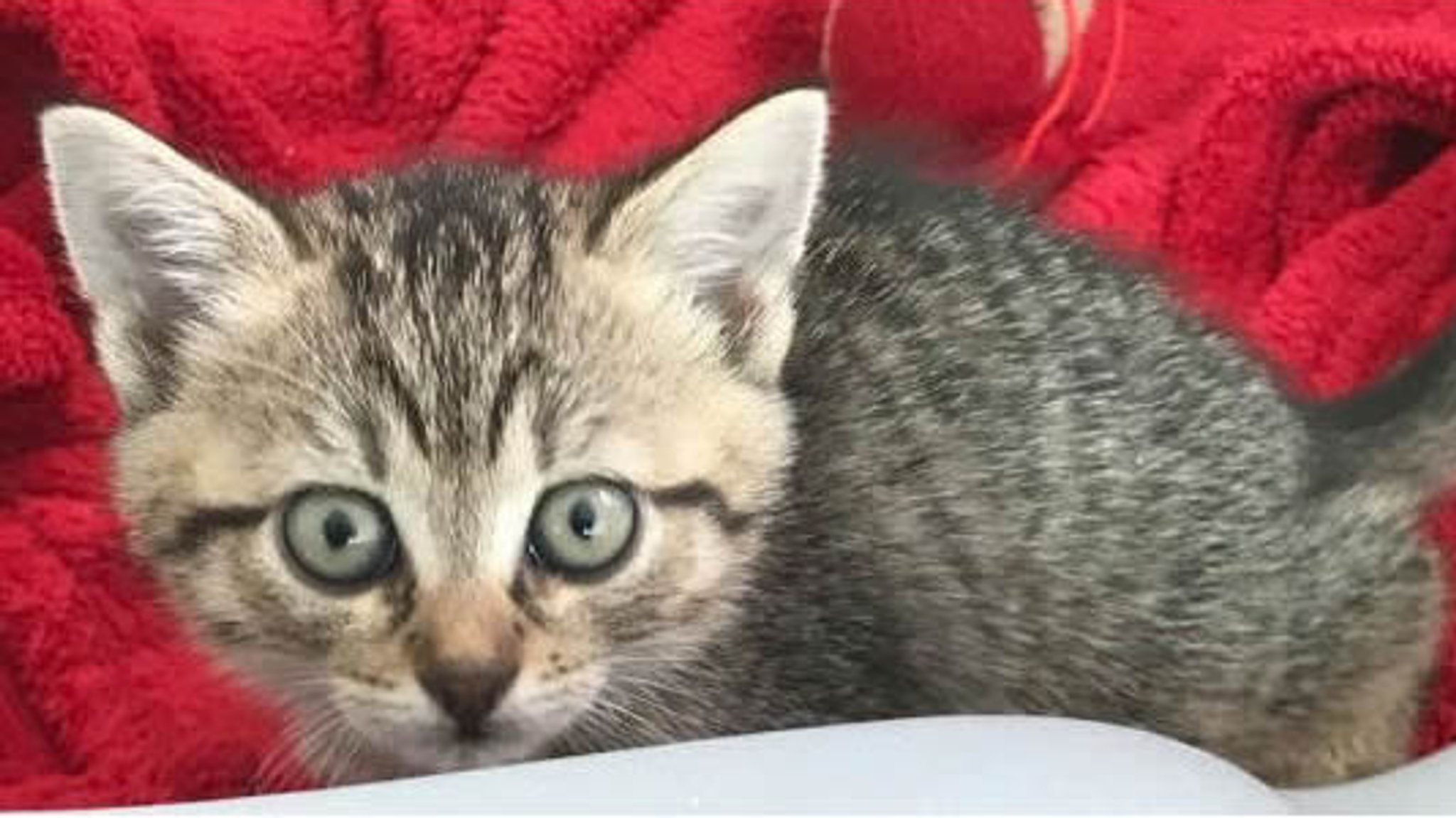 Eine grau getigerte Katze liegt auf einer roten Decke.