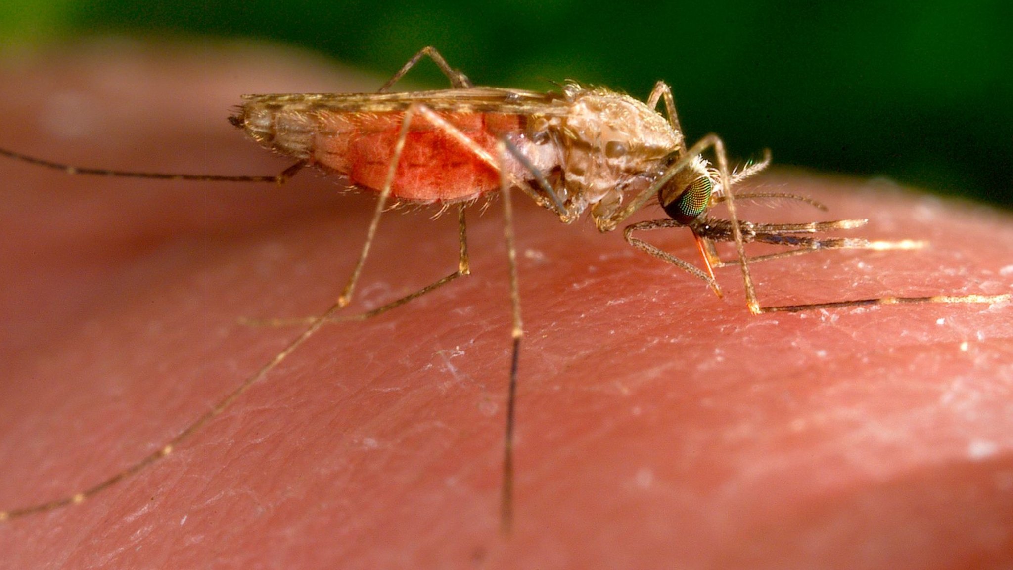 Anopheles-Gambiae-Mücke auf Haut in Großaufnahme. | Bild: dpa-Bildfunk/James Gathany Anopheles-Gambiae-Mücke auf Haut in Großaufnahme.