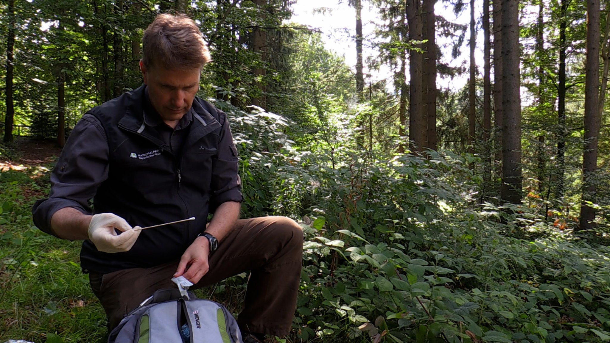 Luchsforscher Marco Heurich nimmt eine Kot-Probe vom Luchs