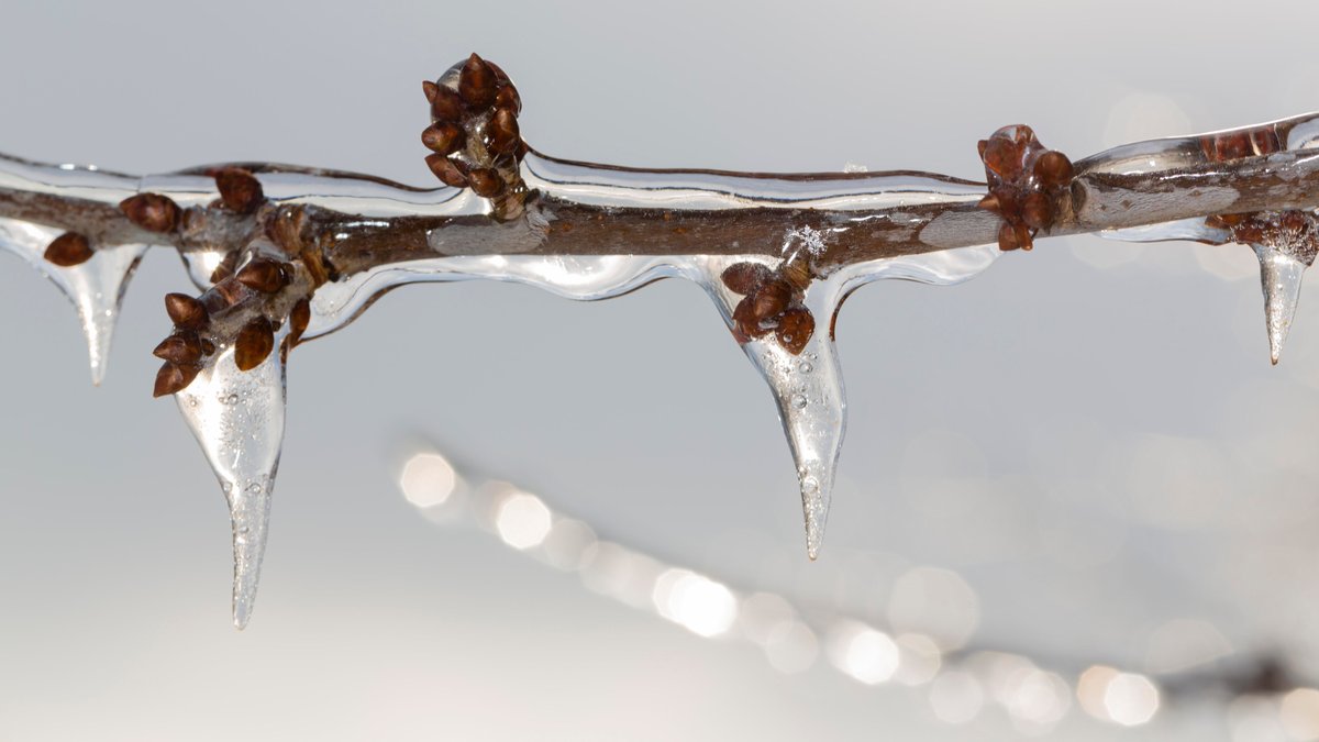 Regen ist an Ästen zu Eis gefroren. | Bild: picture alliance / imageBROKER | Hans-Peter Marschall Regen ist an Ästen zu Eis gefroren.