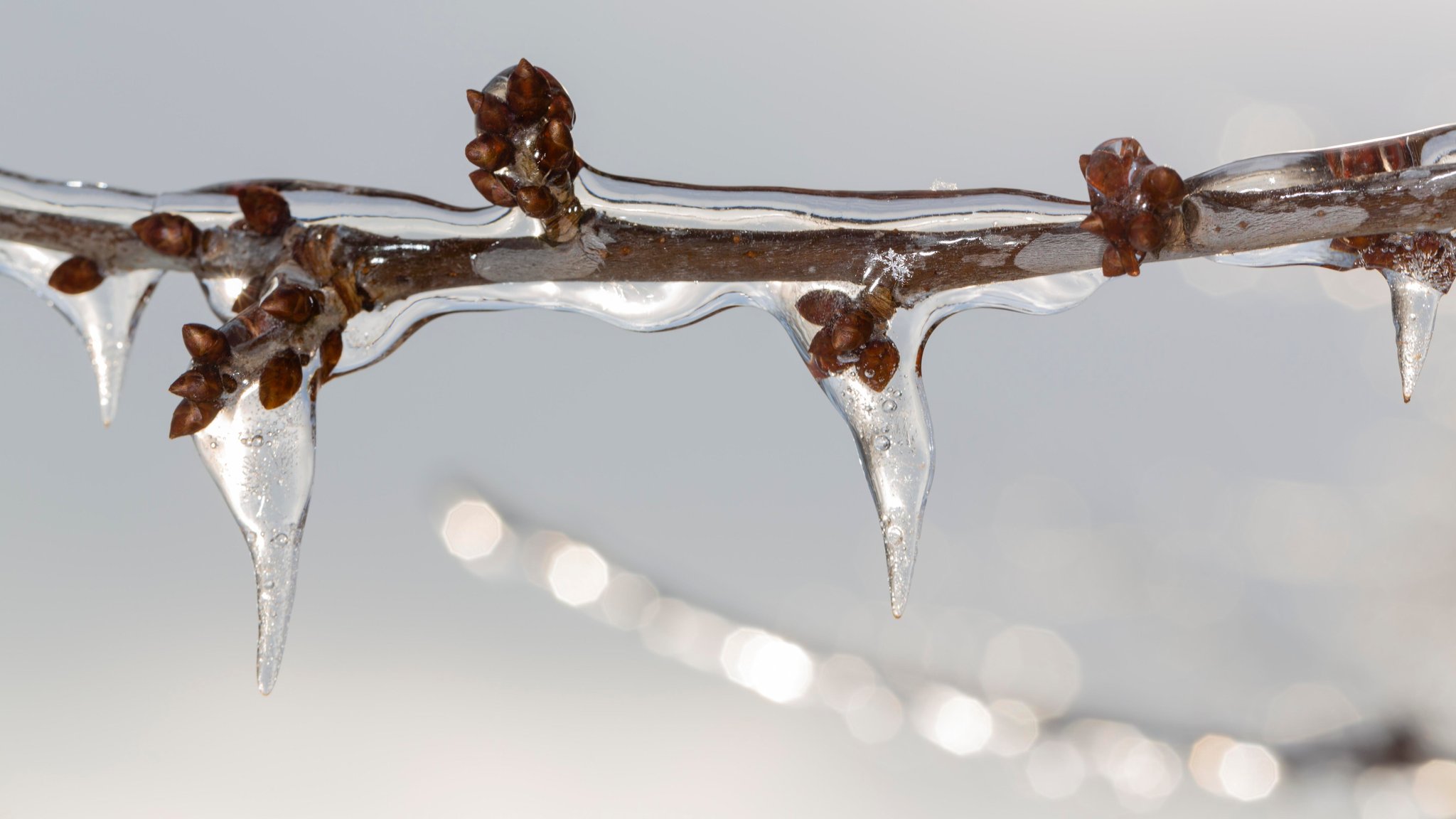 Regen ist an Ästen zu Eis gefroren. | Bild: picture alliance / imageBROKER | Hans-Peter Marschall Regen ist an Ästen zu Eis gefroren.