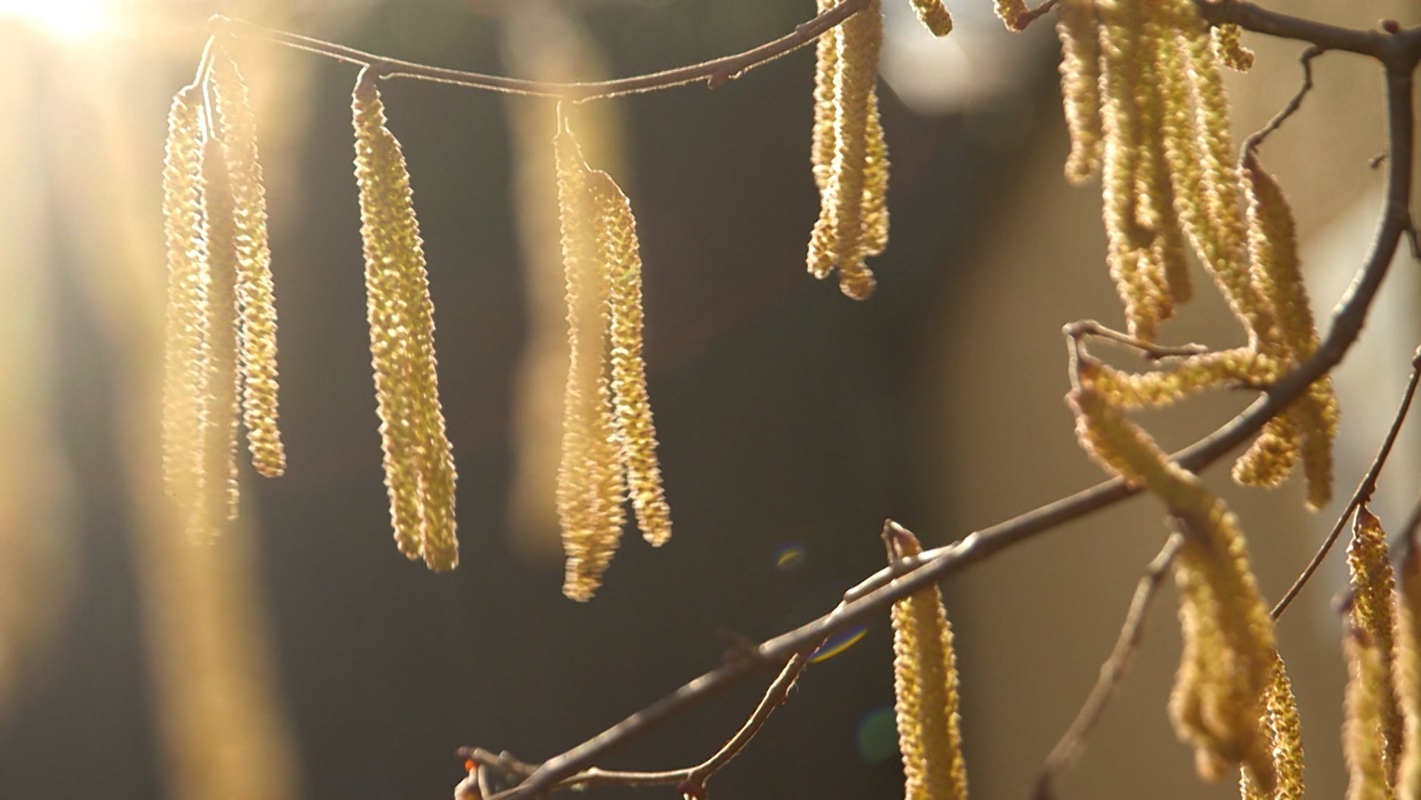 Pollen an einem Ast