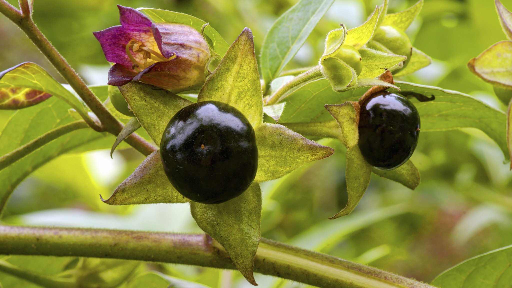 Blüte und Frucht der Tollkirsche