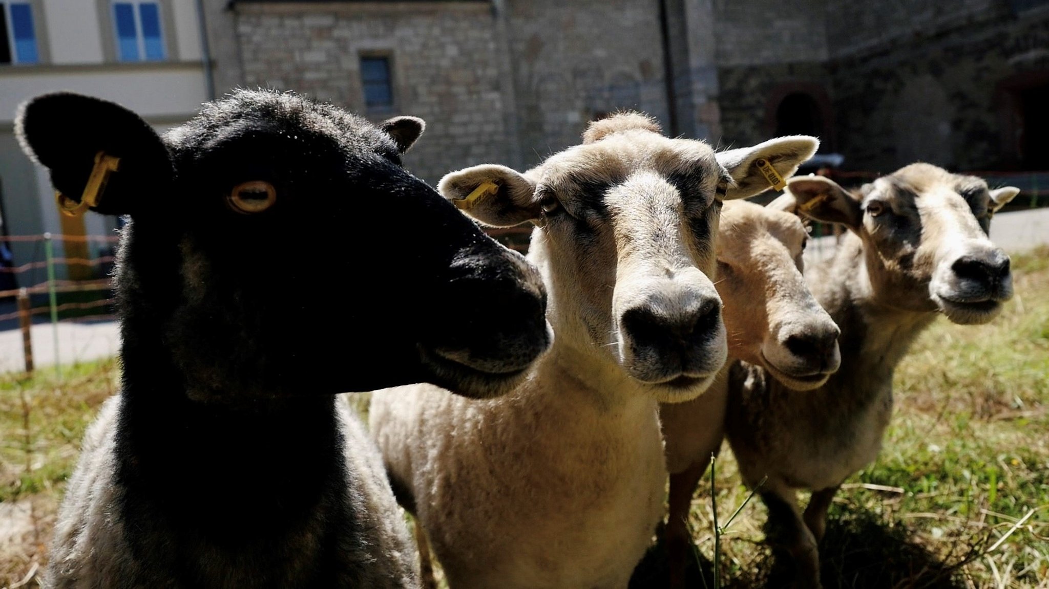 Schafe im Würzburger Kloster der Erlöserschwestern